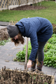 woman bending over pulling weeds during spring yard cleanup in a maine garden