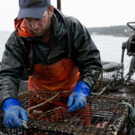 Lobster worker performing repetitive physical labor linked to overuse injuries in tradespeople.